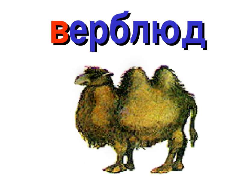 верблюд