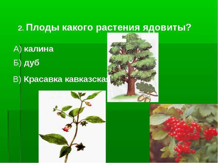 2. Плоды какого растения ядовиты? А) калина Б) дуб В) Красавка кавказская