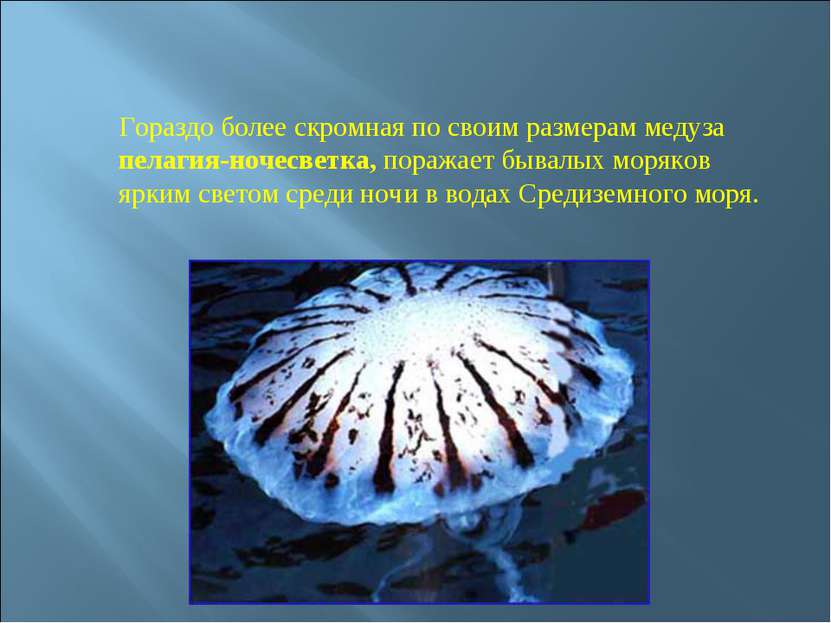 Гораздо более скромная по своим размерам медуза пелагия-ночесветка, поражает ...