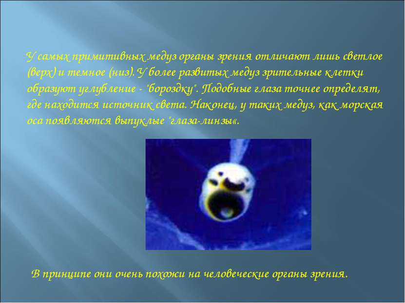 У самых примитивных медуз органы зрения отличают лишь светлое (верх) и темное...