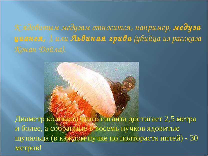 К ядовитым медузам относится, например, медуза цианея, ), или Львиная грива (...