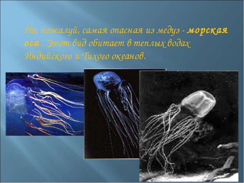 Но, пожалуй, самая опасная из медуз - морская оса . Этот вид обитает в теплых...