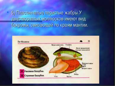 б) Пластинчатые перистые жабры.У двустворчатых моллюсков имеют вид бахромы, с...