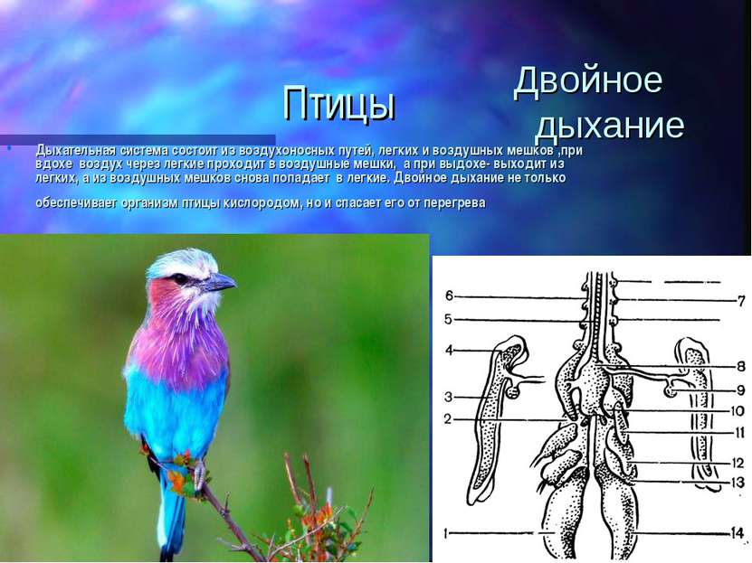 Птицы Дыхательная система состоит из воздухоносных путей, легких и воздушных ...
