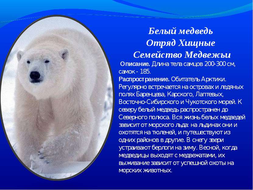Белый медведь Отряд Хищные Семейство Медвежьи  Описание. Длина тела самцов 20...