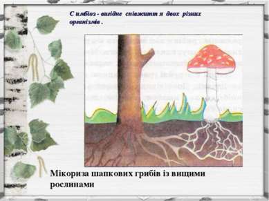 Мікориза шапкових грибів із вищими рослинами С имбіоз - вигідне співжитт я дв...