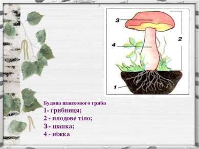 Б Будова шапкового гриба 1- грибниця; 2 - плодове тіло; З - шапка; 4 - ніжка