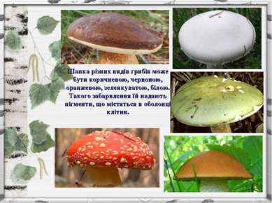Шапка різних видів грибів може бути коричневою, червоною, оранжевою, зеленкув...