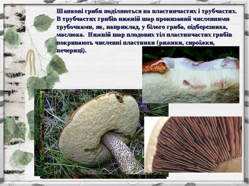 Шапкові гриби поділяються на пластинчастих і трубчастих. В трубчастих грибів ...
