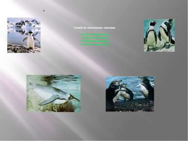 Семейство пингвиновые, например: -Антарктический пингвин -Королевский пингвин...