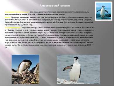 Антарктический пингвин Антарктический пингвин -вид из рода антарктических пин...