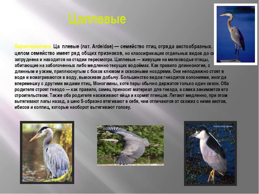 Цаплевые Характеристика. Ца плевые (лат. Ardeidae) — семейство птиц отряда аи...