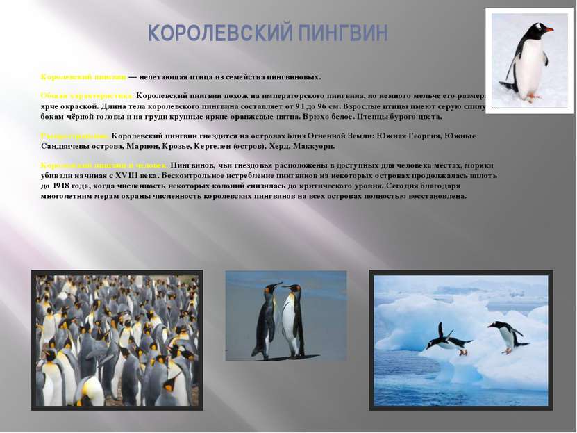 КОРОЛЕВСКИЙ ПИНГВИН Королевский пингвин — нелетающая птица из семейства пингв...