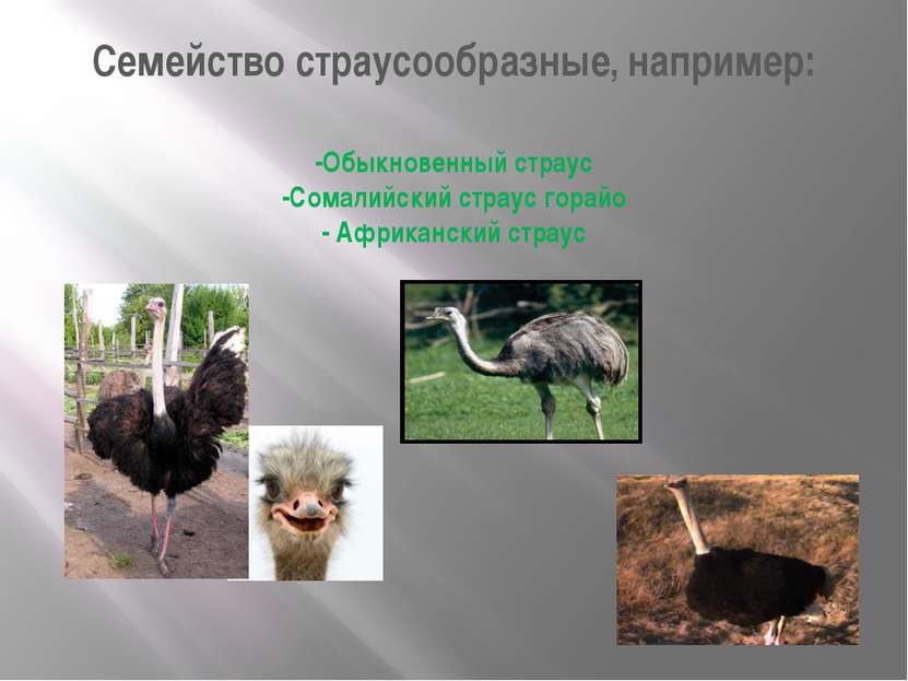 Семейство страусообразные, например: -Обыкновенный страус -Сомалийский страус...