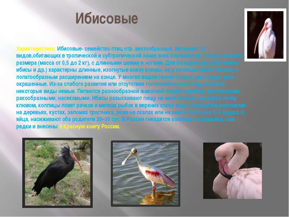 Многообразие птиц 8 класс. Многообразие птиц. Роль птиц в жизни человека.