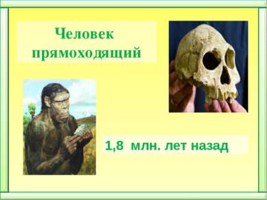 Человек прямоходящий 1,8  млн. лет назад