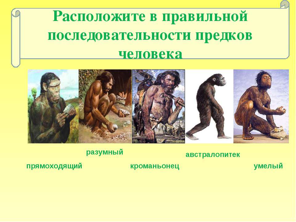 Предки людей виды. Древние предки человека. Предок человека разумного. Предки современного человека. Порядок появления человека на земле.