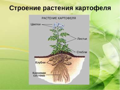 Строение растения картофеля