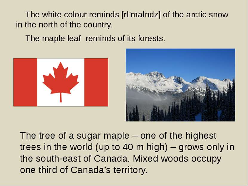 The tree of a sugar maple – one of the highest trees in the world (up to 40 m...