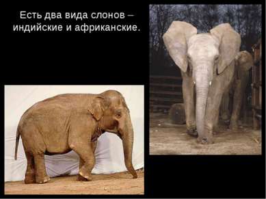 Есть два вида слонов – индийские и африканские.