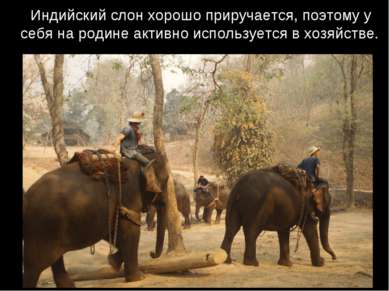 Индийский слон хорошо приручается, поэтому у себя на родине активно используе...