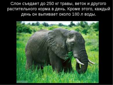 Слон съедает до 250 кг травы, веток и другого растительного корма в день. Кро...