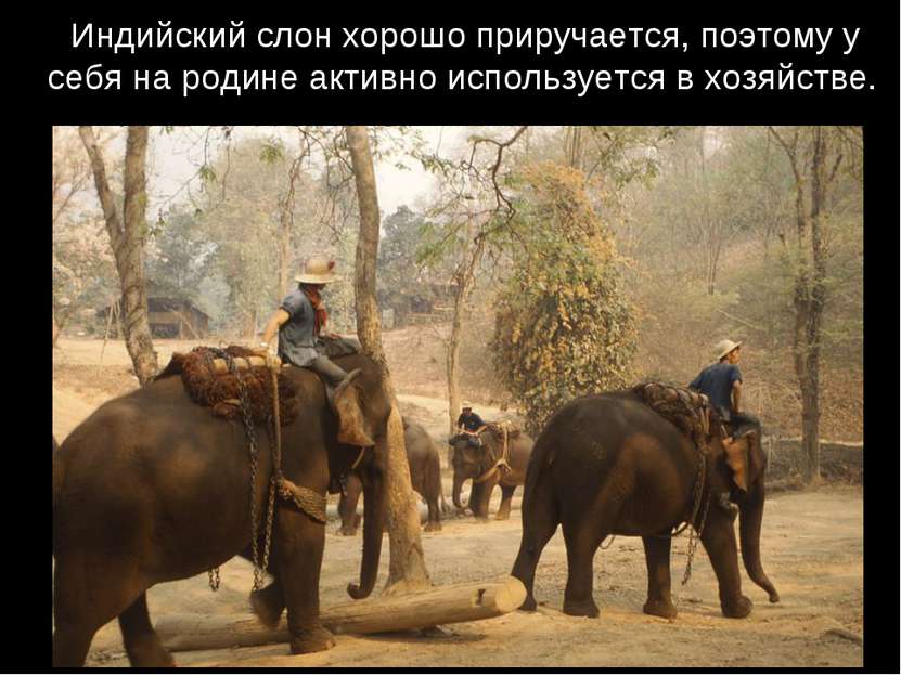 Индийский слон хорошо приручается, поэтому у себя на родине активно используе...