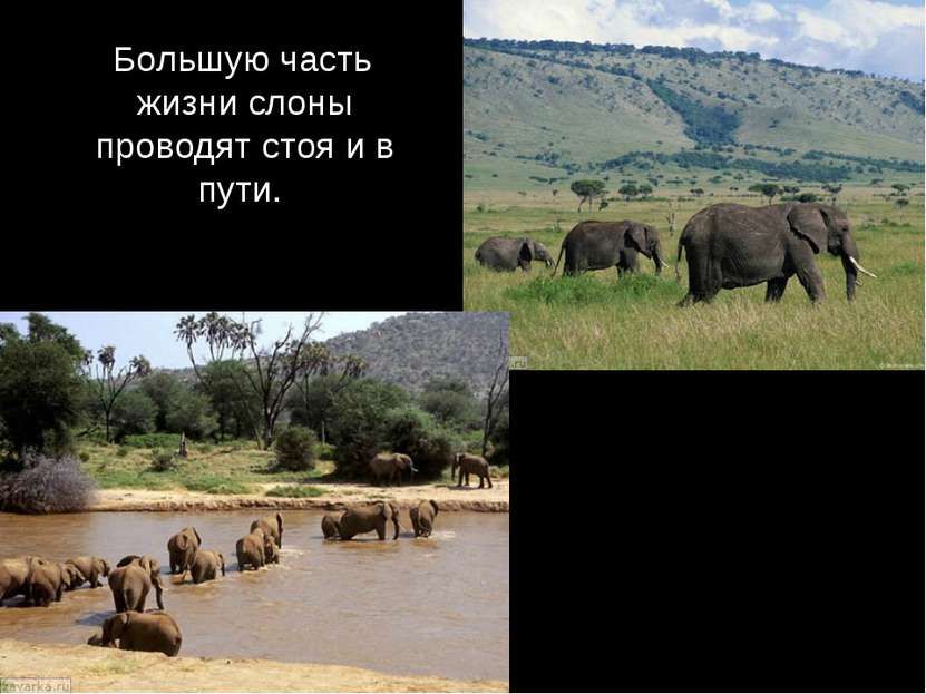 Большую часть жизни слоны проводят стоя и в пути.
