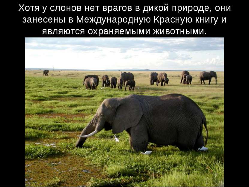 Хотя у слонов нет врагов в дикой природе, они занесены в Международную Красну...