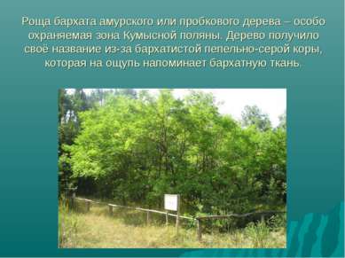 Роща бархата амурского или пробкового дерева – особо охраняемая зона Кумысной...