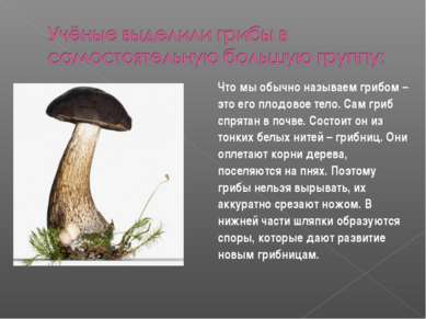 Что мы обычно называем грибом – это его плодовое тело. Сам гриб спрятан в поч...