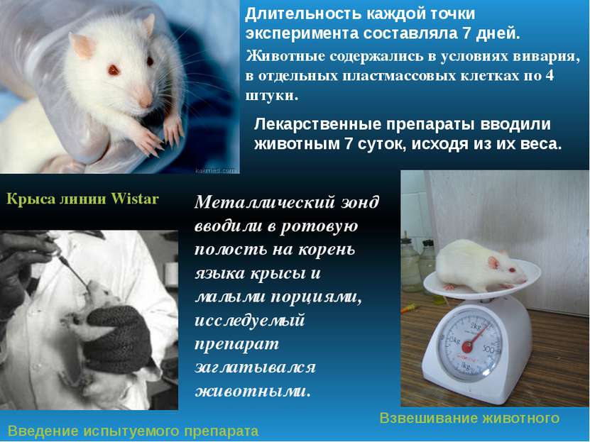 Крыса линии Wistar Введение испытуемого препарата Взвешивание животного Длите...