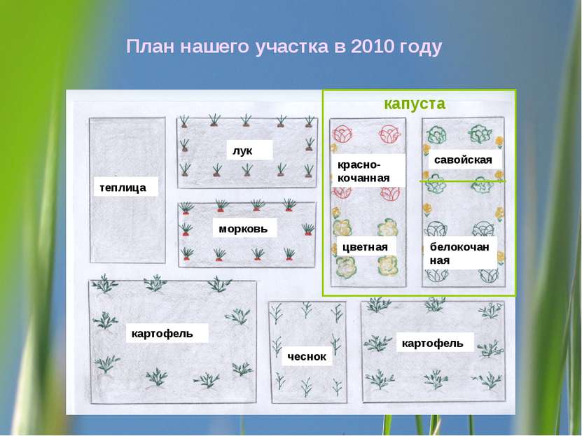 План нашего участка в 2010 году теплица лук морковь картофель чеснок картофел...