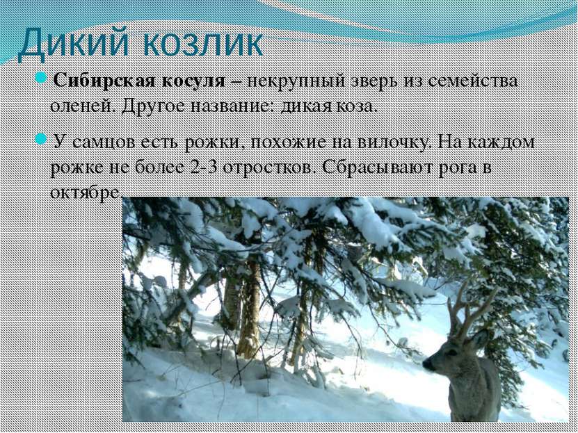 Дикий козлик Сибирская косуля – некрупный зверь из семейства оленей. Другое н...