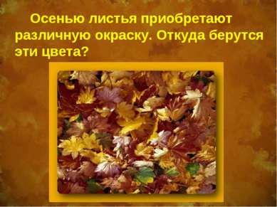 Осенью листья приобретают различную окраску. Откуда берутся эти цвета?