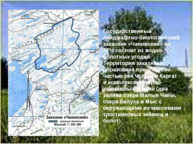 Государственный ландшафтно-биологический заказник «Чановский» на 77% состоит ...