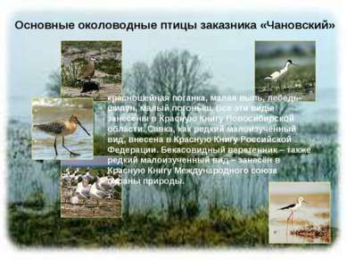 Основные околоводные птицы заказника «Чановский» красношейная поганка, малая ...