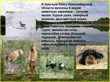 В Красную Книгу Новосибирской области внесены 6 видов животных заказника – ле...