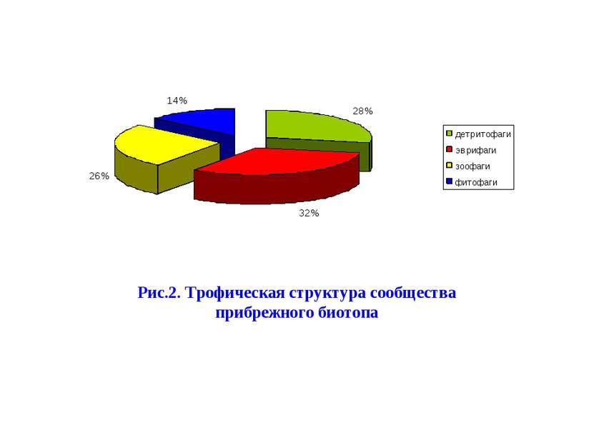 Рис.2. Трофическая структура сообщества прибрежного биотопа