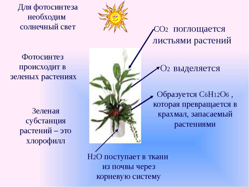 Часть растения необходимая для фотосинтеза. Солнечный свет необходим растению для. Для фотосинтеза необходимы хлорофил. Условия необходимые для фотосинтеза растений. Растениям нужен свет. Для фотосинтеза..