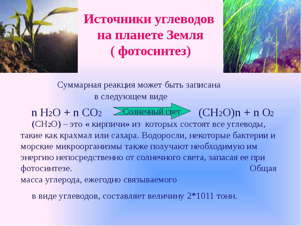 В реакциях фотосинтеза энергия света. Источник углерода в фотосинтезе. Источник углеводов в фотосинтезе. Источник углерода для растений в фотосинтезе. Суммарная реакция фотосинтеза.