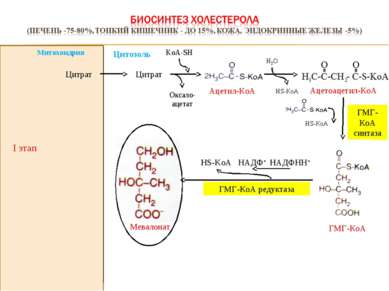 I этап Оксало-ацетат KoА-SH Цитрат Цитрат ГМГ-КоА синтаза НАДФНН+ HS-KoA НАДФ...