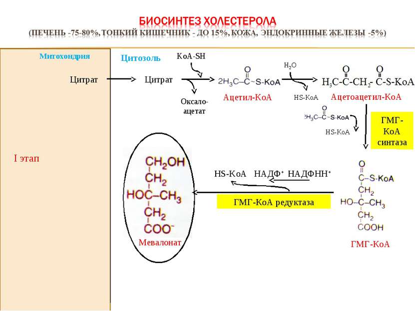 I этап Оксало-ацетат KoА-SH Цитрат Цитрат ГМГ-КоА синтаза НАДФНН+ HS-KoA НАДФ...
