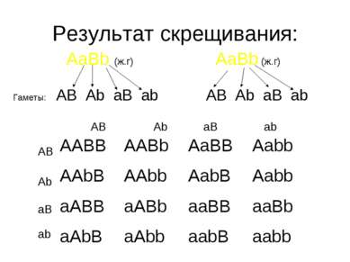 Результат скрещивания: AaBb (ж.г) AaBb (ж.г) Гаметы: AB Ab aB ab AB Ab aB ab ...
