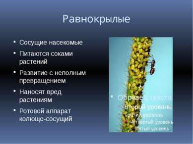 Равнокрылые Сосущие насекомые Питаются соками растений Развитие с неполным пр...