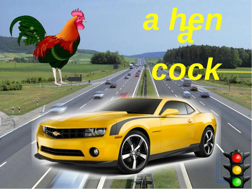 a cock a hen
