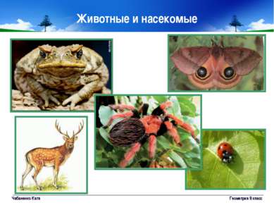 Чабаненко Катя Геометрия 8 класс Животные и насекомые Геометрия 8 класс