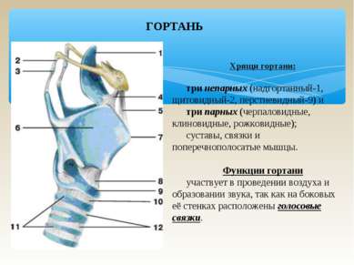 ГОРТАНЬ Хрящи гортани: три непарных (надгортанный-1, щитовидный-2, перстневид...