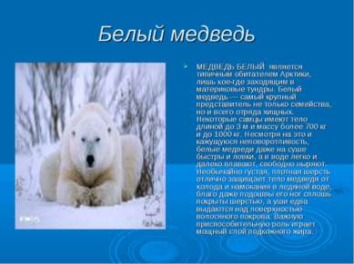 Белый медведь МЕДВЕДЬ БЕЛЫЙ является типичным обитателем Арктики, лишь кое-гд...