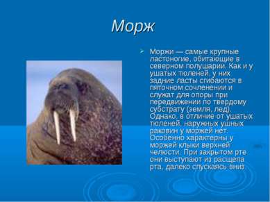 Морж Моржи — самые крупные ластоногие, обитающие в северном полушарии. Как и ...